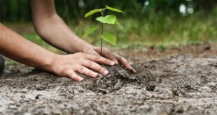 reconstructie ecologica